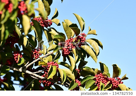 Ilex rotunda (also for lucky charms) Ilex rotunda (also for lucky charms) 134782550