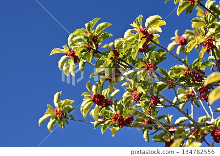 Ilex rotunda (also for lucky charms) 134782556