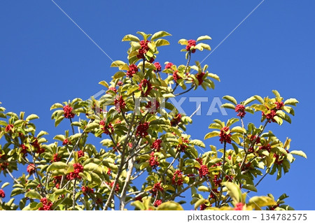 Ilex rotunda (also for lucky charms) 134782575