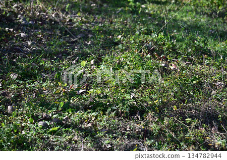Vacant lot, wasteland, weeds, land, real estate, vacant lot Vacant lot, wasteland, weeds, land, real estate, vacant lot 134782944