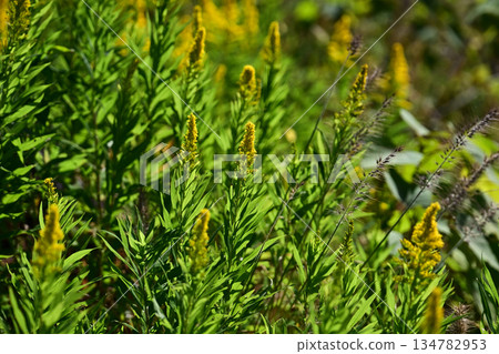 空地、荒地、雜草叢生、土地、房地產、空地 134782953