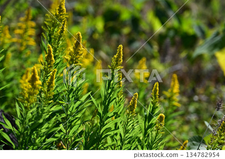 空地、荒地、雜草叢生、土地、房地產、空地 134782954