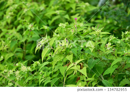空地、荒地、雜草叢生、土地、房地產、空地 134782955