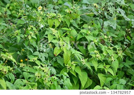 空地、荒地、雜草叢生、土地、房地產、空地 134782957