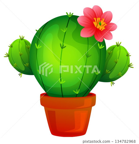 bright cactus cacti succulent plant 134782968