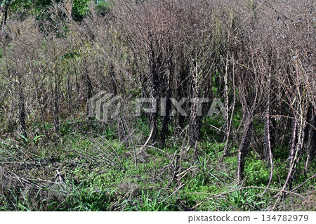 Vacant lot, wasteland, weeds, land, real estate, vacant lot Vacant lot, wasteland, weeds, land, real estate, vacant lot 134782979