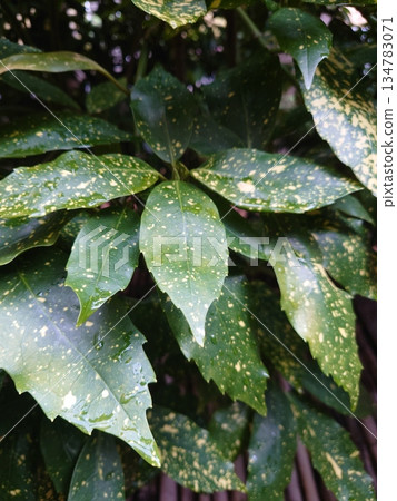 青木（Filiaoki：帶有水滴，強調自然紋理） 134783071