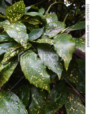 青木（Filiaoki：帶有水滴，強調自然紋理） 134783072