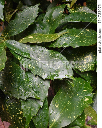 青木（Filiaoki：帶有水滴，強調自然紋理） 134783073