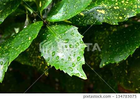 Aoki (Filiaoki: with water droplets, emphasizes natural texture) Aoki (Filiaoki: with water droplets, emphasizes natural texture) 134783075