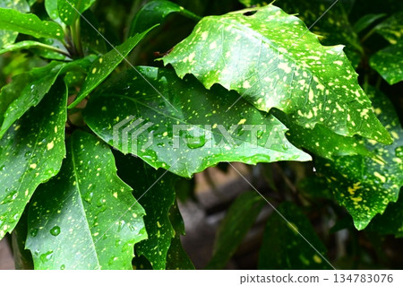 青木（Filiaoki：帶有水滴，強調自然紋理） 134783076