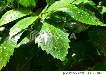 青木（Filiaoki：帶有水滴，強調自然紋理） 134783079