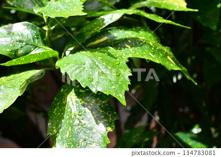 青木(Filiaoki:帶有水滴,強調自然紋理) 青木(Filiaoki:帶有水滴,強調自然紋理) 134783081