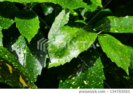 青木（Filiaoki：帶有水滴，強調自然紋理） 134783083