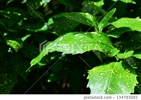 青木（Filiaoki：帶有水滴，強調自然紋理） 134783085