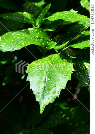 Aoki (Filiaoki: with water droplets, emphasizes natural texture) 134783086