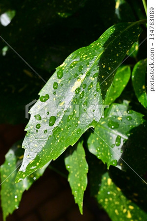 青木（Filiaoki：帶有水滴，強調自然紋理） 134783089