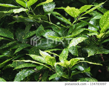 青木(Filiaoki:帶有水滴,強調自然紋理) 青木(Filiaoki:帶有水滴,強調自然紋理) 134783097