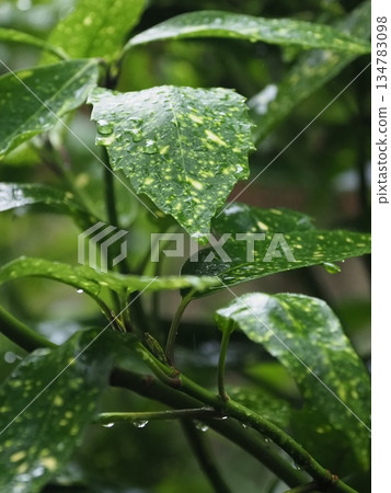 Aoki (Filiaoki: with water droplets, emphasizes natural texture) Aoki (Filiaoki: with water droplets, emphasizes natural texture) 134783098