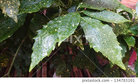 青木（Filiaoki：帶有水滴，強調自然紋理） 134783101