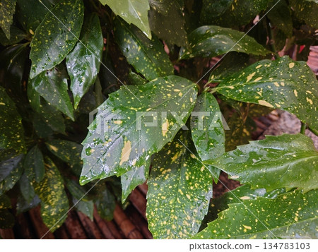 青木（Filiaoki：帶有水滴，強調自然紋理） 134783103