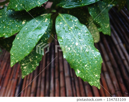 青木(Filiaoki:帶有水滴,強調自然紋理) 青木(Filiaoki:帶有水滴,強調自然紋理) 134783109