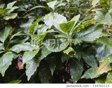 青木(Filiaoki:帶有水滴,強調自然紋理) 青木(Filiaoki:帶有水滴,強調自然紋理) 134783113