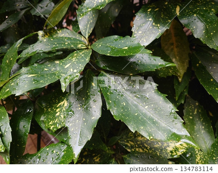 青木(Filiaoki:帶有水滴,強調自然紋理) 青木(Filiaoki:帶有水滴,強調自然紋理) 134783114