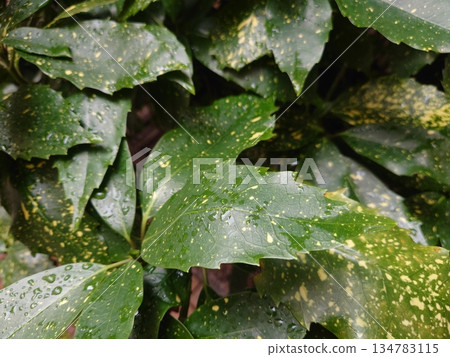 青木(Filiaoki:帶有水滴,強調自然紋理) 青木(Filiaoki:帶有水滴,強調自然紋理) 134783115