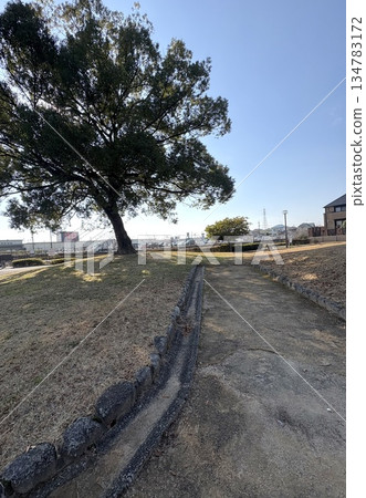A walkway and a large tree in the park - a quiet afternoon scene A walkway and a large tree in the park - a quiet afternoon scene 134783172
