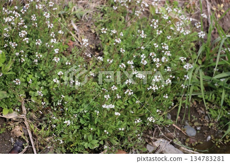 一簇荳蔻 一簇荳蔻 134783281