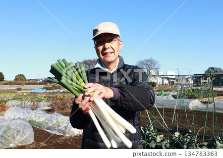 A man harvesting leeks in a field A man harvesting leeks in a field 134783363