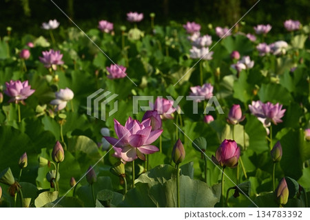 Oga lotus flowers blooming in the lotus pond at Koga City General Park 134783392
