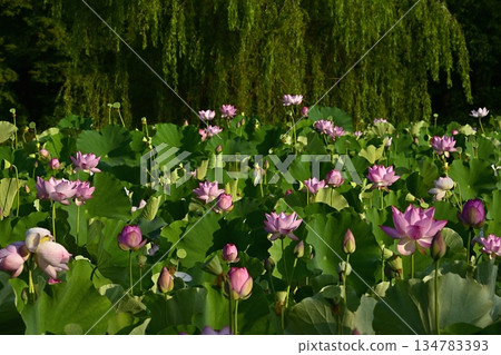 Oga lotus flowers blooming in the lotus pond at Koga City General Park Oga lotus flowers blooming in the lotus pond at Koga City General Park 134783393