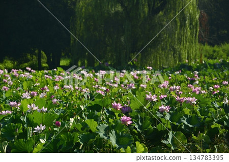 Oga lotus flowers blooming in the lotus pond at Koga City General Park 134783395