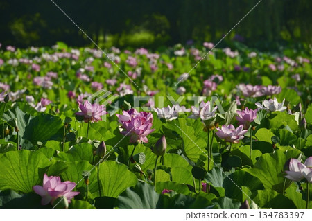 Oga lotus flowers blooming in the lotus pond at Koga City General Park Oga lotus flowers blooming in the lotus pond at Koga City General Park 134783397