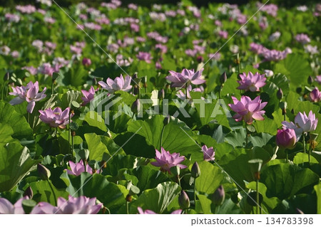 Oga lotus flowers blooming in the lotus pond at Koga City General Park Oga lotus flowers blooming in the lotus pond at Koga City General Park 134783398