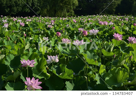 Oga lotus flowers blooming in the lotus pond at Koga City General Park 134783407
