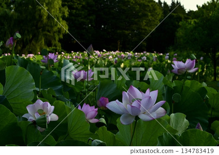 Oga lotus flowers blooming in the lotus pond at Koga City General Park Oga lotus flowers blooming in the lotus pond at Koga City General Park 134783419