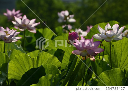 甲賀市綜合公園荷塘中盛開的男鹿荷花 134783427