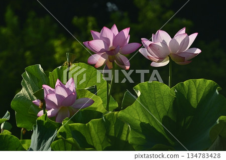 甲賀市綜合公園荷塘中盛開的男鹿荷花 134783428