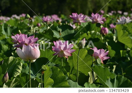 Oga lotus flowers blooming in the lotus pond at Koga City General Park 134783429