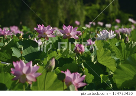Oga lotus flowers blooming in the lotus pond at Koga City General Park Oga lotus flowers blooming in the lotus pond at Koga City General Park 134783430