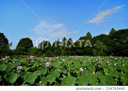 Oga lotus flowers blooming in the lotus pond at Koga City General Park Oga lotus flowers blooming in the lotus pond at Koga City General Park 134783440