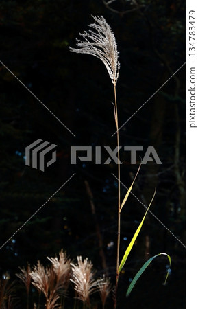 Japanese pampas grass beautifully reflected in the backlight Japanese pampas grass beautifully reflected in the backlight 134783479