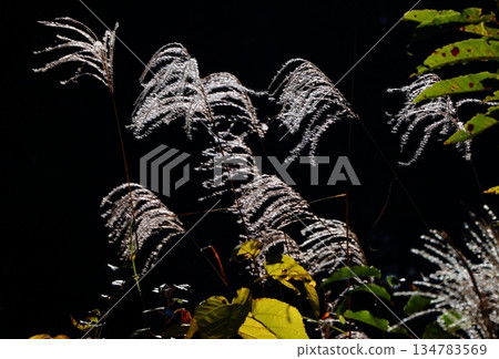 Japanese pampas grass spikes beautifully illuminated by the backlight on a black background Japanese pampas grass spikes beautifully illuminated by the backlight on a black background 134783569