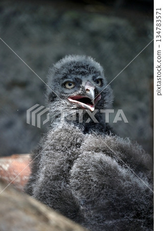 Snowy owl chick gazing with its mouth open 134783571