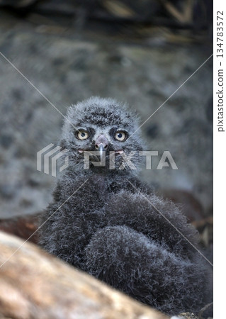 雪鴞幼鳥看著鏡頭 雪鴞幼鳥看著鏡頭 134783572