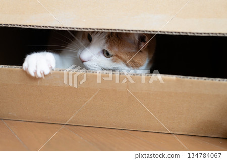 Cat in a cardboard box, brown tabby and white 134784067