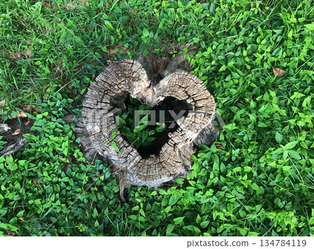 心形樹樁_02 134784119